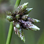 Scirpus supinus, Flora, Israel, Wildflowers, green flowers