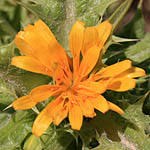 Scolymus hispanicus, Israel, Orange Flowers