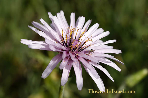 Scorzonera papposa, Oriental Viper's Grass, ربحلة – حبردول – ربحلي, הרדופנין הציצית 