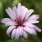 Scorzonera papposa, Israel Pink Flowers, wildflowers