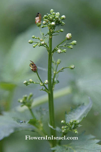 Scrophularia macrophylla,Figwort, ﺒﺭﻭﺍﻙ, לוענית גדולת-עלים