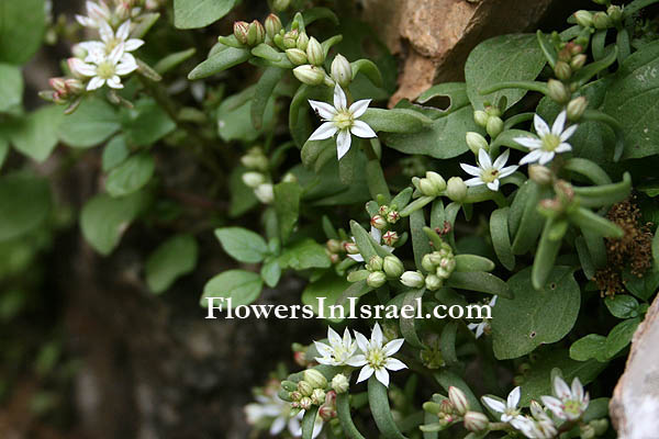 Flora of Israel OnLine