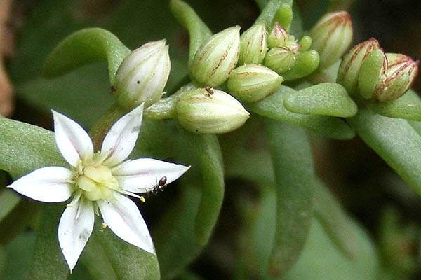 Sedum hispanicum, Pistorinia hispanica, Cotyledon hispanica, Spanish stonecrop, צורית ספרדית
