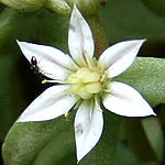 Sedum rubens, Israel, native wildflowers