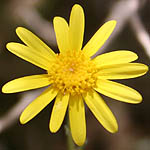 Senecio glaucus, Israel, Pictures of Yellow flowers