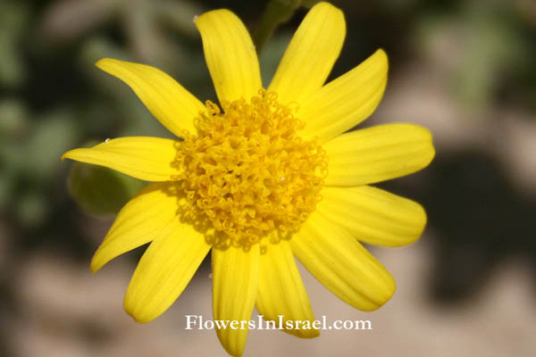 Flowers in Israel, Native plants, Palestine, Flora