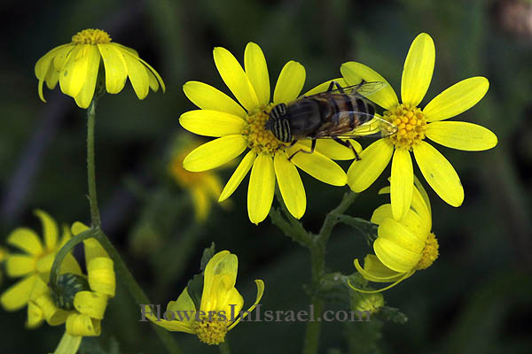 Israel wildflowers and native plants