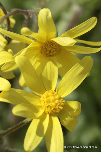 enecio vernalis, Senecio leucanthemifolius, Eastern groundsel, Spring Groundsel, סביון אביבי