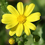 Senecio vernalis, Israel, Pictures of Yellow flowers