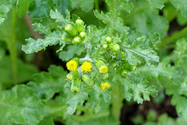 Senecio vulgaris,Senecio dunensis, Senecio radiatus, Common Butterweed, Common Groundsel, Old-man-in-the-spring, סביון פשוט,  الشيخة الشائعة