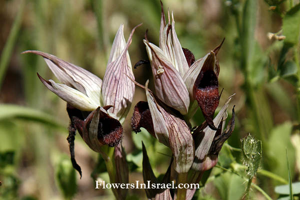 Serapias vomeracea,Serapias levantina, Snake Tongue Orchid, Long-lipped Serapias,Ploughshare orchid, שפתן מצוי