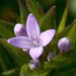 Sherardia arvensis, Israel, Lilach flowers, Lilac Flowers