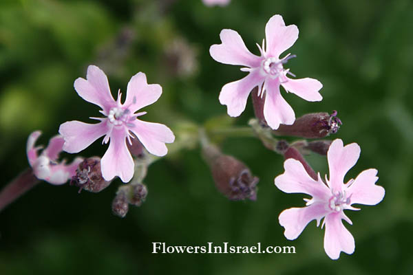פרחים וצמחי בר בארץ ישראל - דיווחי פריחה