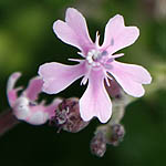 Silene aegyptiaca, Israel Pink Flowers, wildflowers