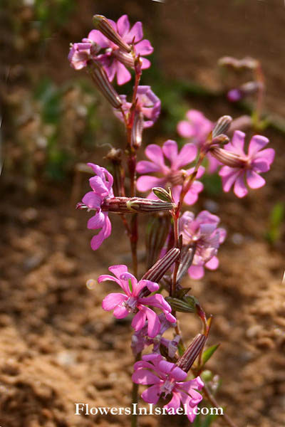 Israel's wildflowers, send flowers