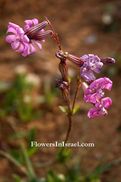 Israel's wildflowers, Send flowers