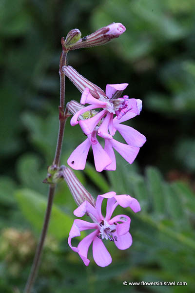 Silene colorata, Cloven-Petalled Campion, ציפרנית מגוונת