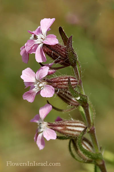 Israel native Plants