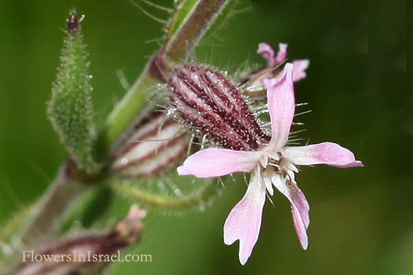 Israel, Blooming, Palestine, Native plants, Nature, Travel