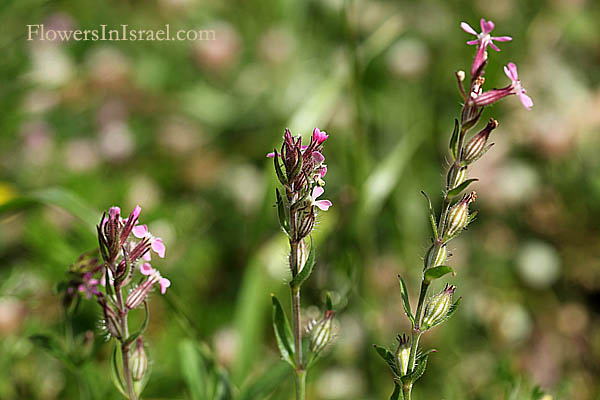 Silene gallica, Windmill pink, Common Catchfly, Small-flowered Catchfly, French Catchfly, Gunpowder-weed, ציפורנית צרפתית
