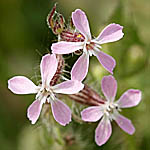 Silene gallica, Israel Pink Flowers, wildflowers