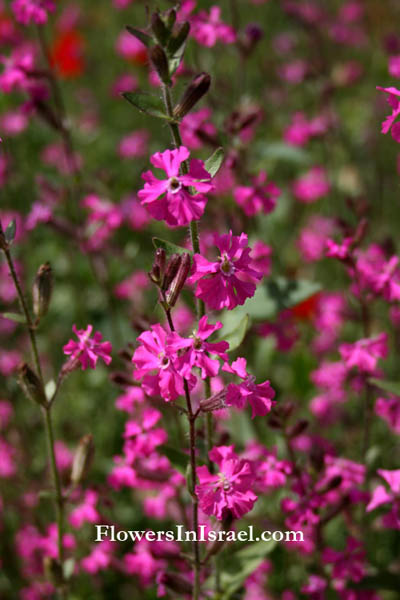 Silene palaestina, Palestine Campion, السيلينة الفلسطينية,ציפורנית ארץ-ישראלית