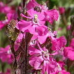 Silene palaestina, Israel, Violet colored Wildflowers