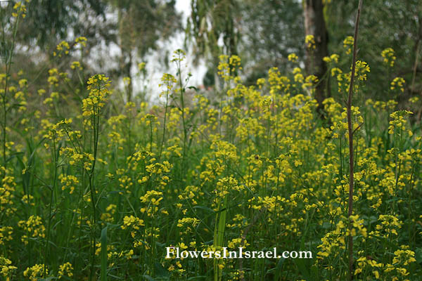 Israel wild flowers and native plants