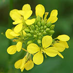 Sinapis alba, Israel Yellow wildflowers