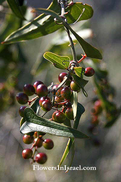 Israel native Plants