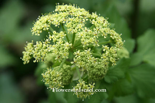 Israel native Plants, Send flowers