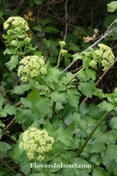 Israel native Plants, Send flowers