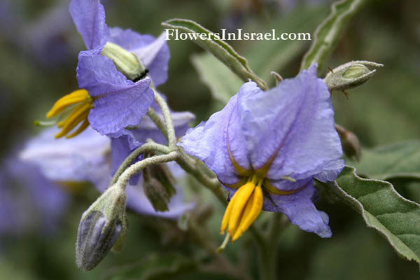 Solanum elaeagnifolium, Silverleaf nightshade, Tomato weed, Trompillo, White horsenettle, סולנום זיתני, بااذنجان بري