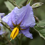 Solanum elaeagnifolium, Israel, Flowers, Pictures