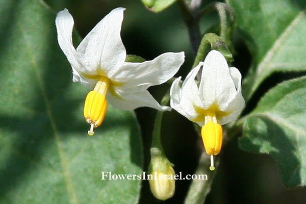 Solanum nigrum, Black nightshade, Common nightshade, Hound's berry, عنب الذيب الأسود,סולנום שחור