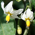 Solanum nigrum, Israel, native wildflowers