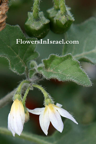 Solanum villosum,Solanum luteum, Woolly nightshade,Yellow Nightshade, סולנום שעיר