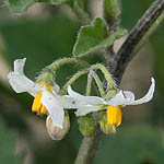 Solanum villosum, Solanum luteum,Woolly nightshade, סולנום שעיר