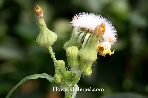 Sonchus oleraceus, Sow thistle, Smooth Sow Thistle, Annual Sow Thistle, Hare's Colwort, Hare's Thistle, Milky Tassel, Swinies, Sea Sow-thistle, Hare's lettuce, מרור הגינות