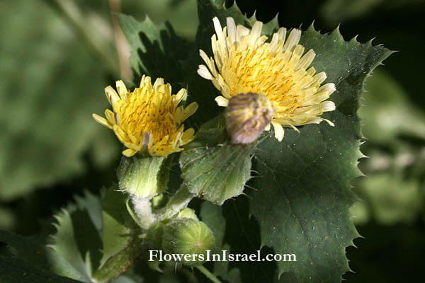 Sonchus oleraceus, Sow thistle, Smooth Sow Thistle, Annual Sow Thistle, Hare's Colwort, Hare's Thistle, Milky Tassel, Swinies, Sea Sow-thistle, Hare's lettuce, מרור הגינות