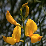 Spartium junceum, Israel Yellow wildflowers