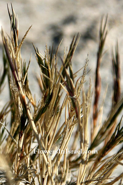 Sporobolus pungens, Sporobolus arenarius, Prickly Drop-seed Grass, מדחול דוקרני 