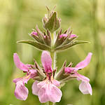 Stachys arabica, Stachys macrosperma, Arabian Woundwort, אשבל ערבי, Israel, Lilach flowers, Lilac Flowers
