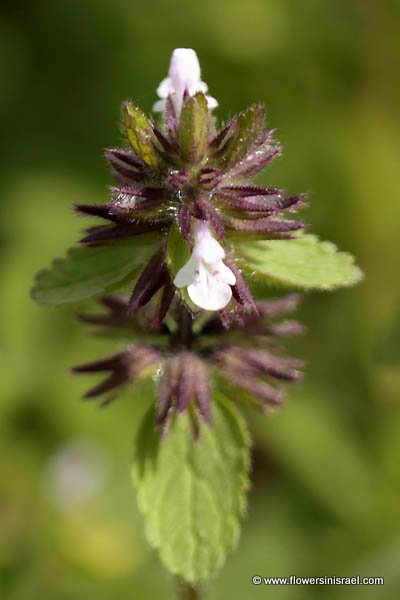 Stachys arvensis, Glechoma arvensis, Annual hedge nettle, field hedge nettle, staggerweed, אשבל השדה