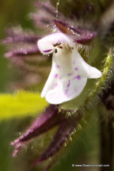 Stachys arvensis, Glechoma arvensis, Annual hedge nettle, field hedge nettle, staggerweed, אשבל השדה