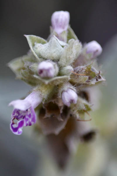 Israel, Travel, Nature, Wildflowers