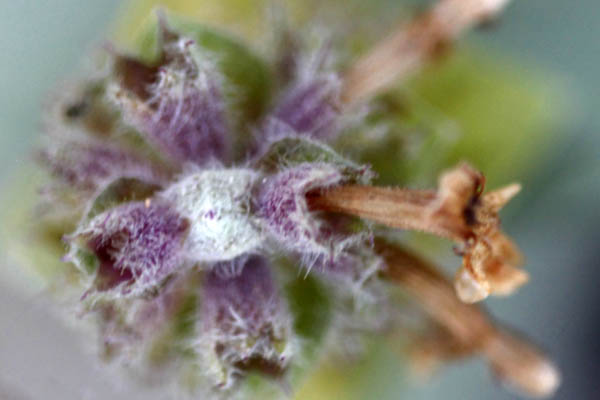 Stachys palaestina, Palestine woundwort, אשבל ארץ-ישראלי