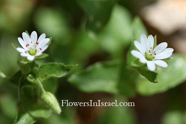 Stellaria cupaniana, Stellaria media, Chickweed, כוכבית גדולה