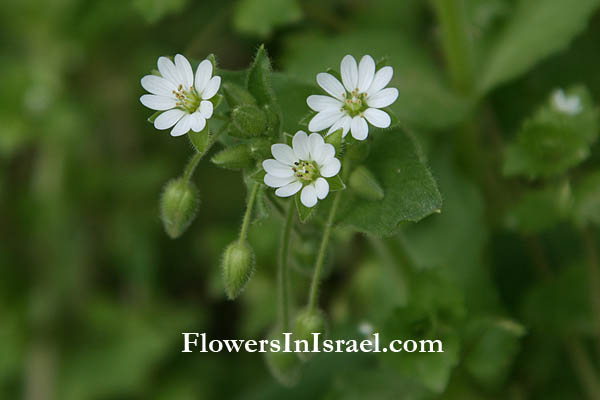 פרחים וצמחי בר בארץ ישראל, תמונות