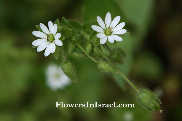 Stellaria media, Common Chickweed, כוכבית מצויה